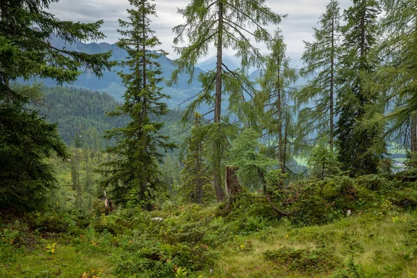 Bela natureza dos Alpes austríacos no verão. Vista para o lago, cabanas de montanha e vacas nos prados — Fotografia de Stock