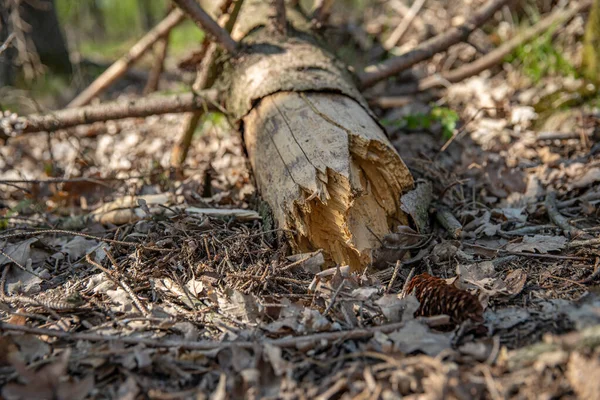 Hutan diserang oleh kumbang kulit. ditebang pohon — Stok Foto