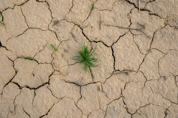 Cracked dried up soil in the summer period without rain — Stock Photo, Image