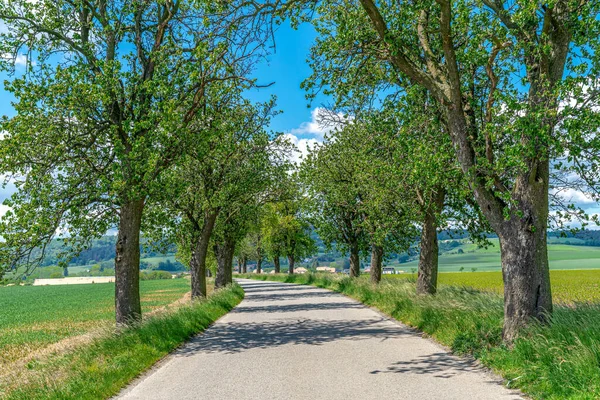 Aleja drzew wzdłuż drogi asfaltowej — Zdjęcie stockowe
