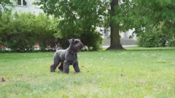 Träna med en hund, kasta kottar från ett träd. Hunden hoppar för leksaken — Stockvideo