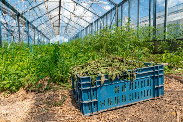 Invernadero en la granja para el cultivo de verduras ecológicas — Foto de Stock