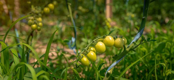 Growing tomatoes in organic quality without chemicals in a greenhouse on the farm. healthy food, vegetables. copy space — Stock Photo, Image