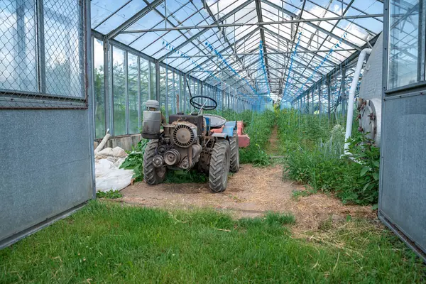 Invernadero en la granja para el cultivo de verduras saludables sin química en calidad orgánica — Foto de Stock