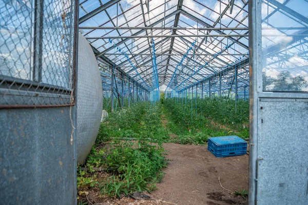 Invernadero en la granja para el cultivo de verduras saludables sin química en calidad orgánica — Foto de Stock