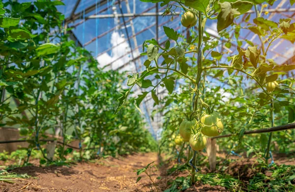 Tomates verdes en un invernadero maduran al sol en la granja — Foto de Stock
