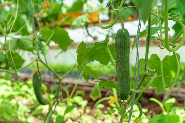 Зелені огірки, що ростуть в теплиці на фермі, здорові овочі без пестицидів, органічний продукт — стокове фото