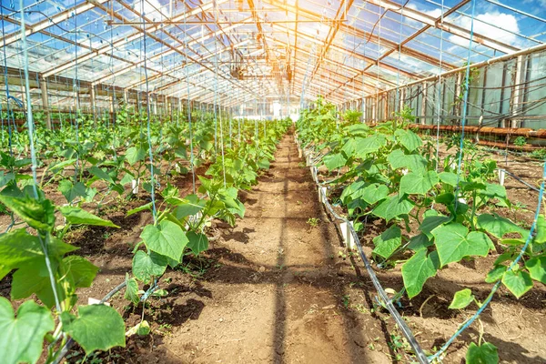 Invernadero en la granja para el cultivo de verduras saludables sin química en calidad orgánica — Foto de Stock