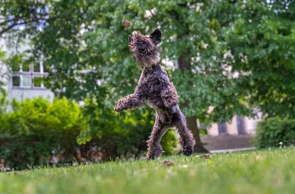 Cane cattura una pigna nell'aria nel parco — Foto Stock