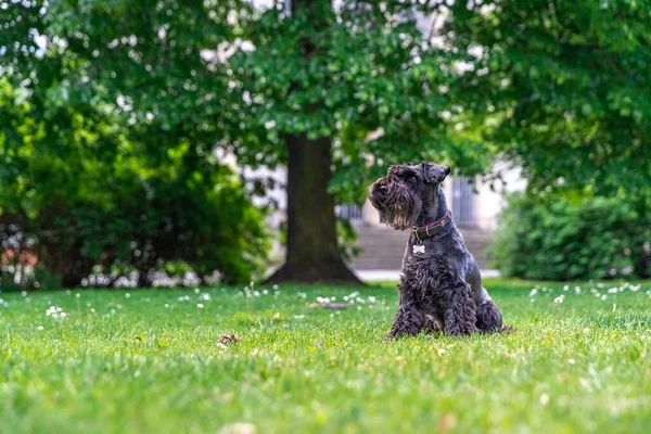 Kleine zwarte schnauzer in het stadspark — Stockfoto