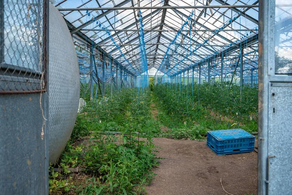 Invernadero en la granja para el cultivo de verduras ecológicas — Foto de Stock