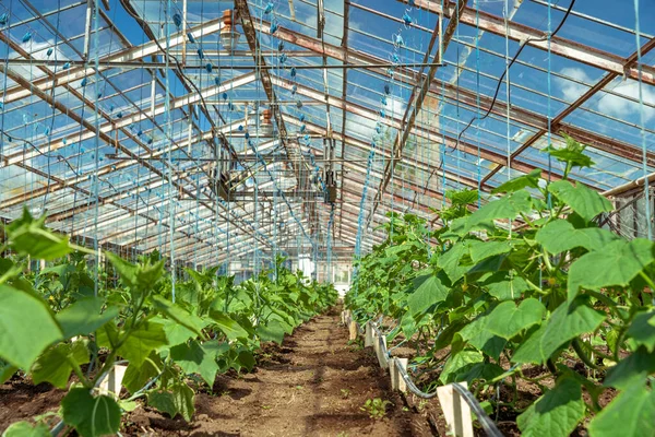 Pepinos verdes plantas que crecen en un invernadero en la granja, verduras saludables sin pesticidas, producto orgánico — Foto de Stock