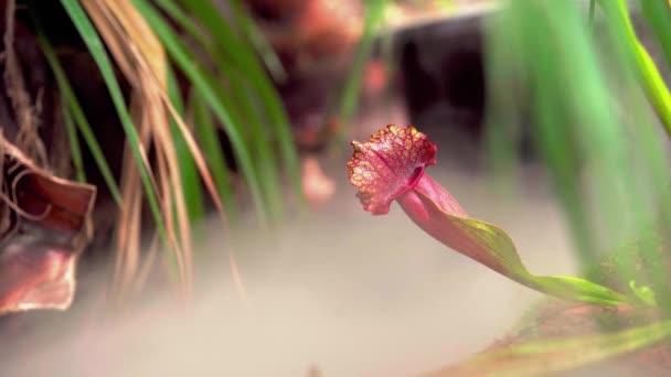 Nepenthes พืชกินเนื้อจับแมลงในป่าเขตร้อน — วีดีโอสต็อก