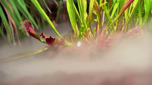 Nepenthes carnivorous plants catch insects in tropical forests — Stock Video