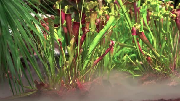 Nepenthes vleesetende planten in de ochtendmist in het regenwoud — Stockvideo