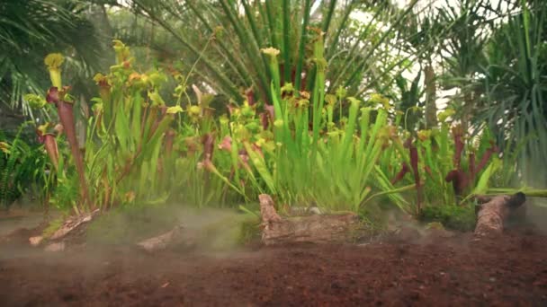Плотоядные растения лютика в утреннем тумане в джунглях — стоковое видео