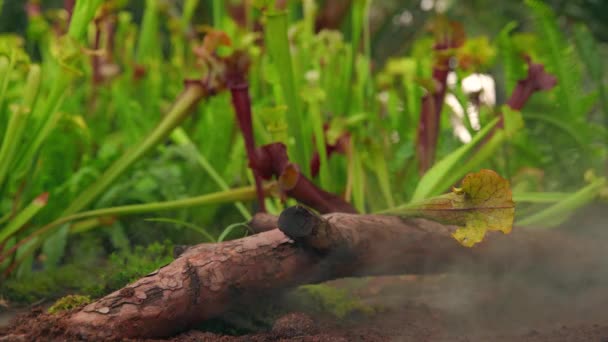 Нефенхес хижі рослини в ранковому тумані в дощовому лісі — стокове відео