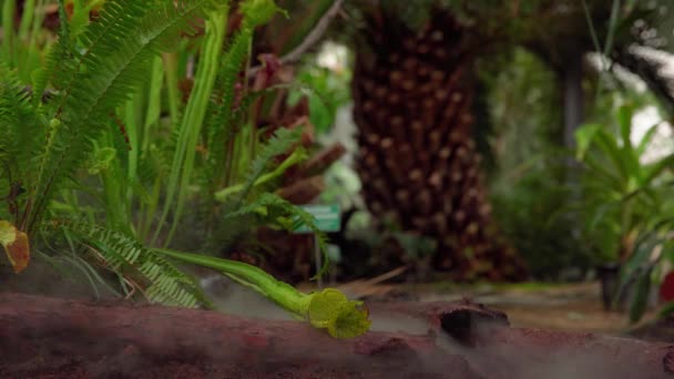 幼体食肉植物在热带森林中捕捉昆虫 — 图库视频影像