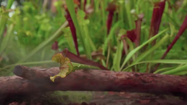 Plantas de buttercup carnívoras en la niebla de la mañana en la selva — Vídeos de Stock