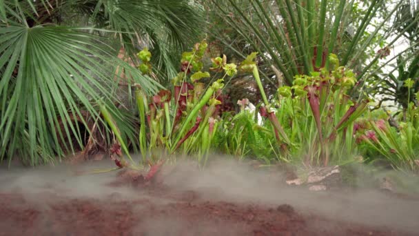 Nepenthes köttätande växter fångar insekter i tropiska skogar — Stockvideo