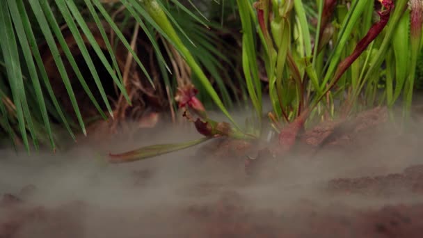 Плотоядные растения лютика в утреннем тумане в джунглях — стоковое видео