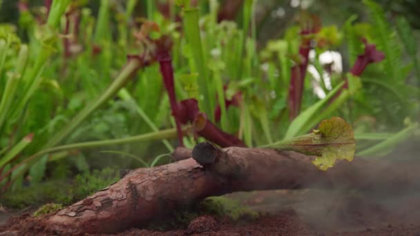 Nepenthes плотоядные растения ловят насекомых в тропических лесах — стоковое видео