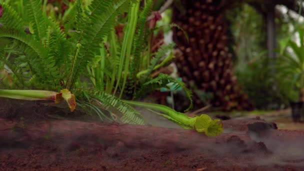 Nepenthes plantas carnívoras en la niebla de la mañana en la selva tropical — Vídeo de stock