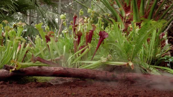 Vleesetende boterbloem planten in de ochtendmist in de jungle — Stockvideo