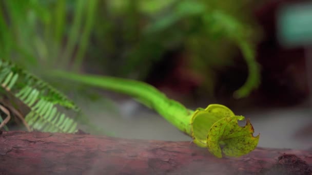 Nepenthes karnivora tanaman di kabut pagi di hutan hujan — Stok Video