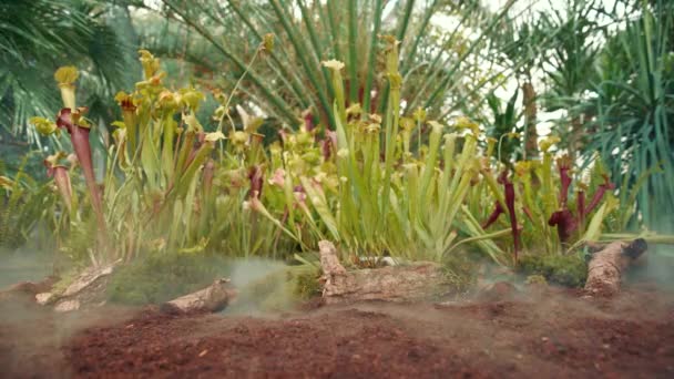 Plantas de buttercup carnívoras en la niebla de la mañana en el bosque — Vídeo de stock