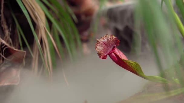 Nepenthes masožravé rostliny v ranní mlze v deštném pralese — Stock video