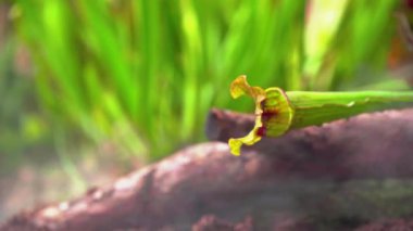 Yağmur ormanlarında sabah sisinde etobur bitkilere ihtiyaç duyar.