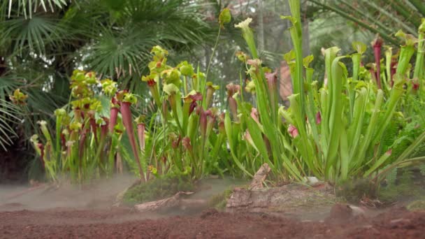 Plantas de buttercup carnívoras en la niebla de la mañana en el bosque — Vídeos de Stock
