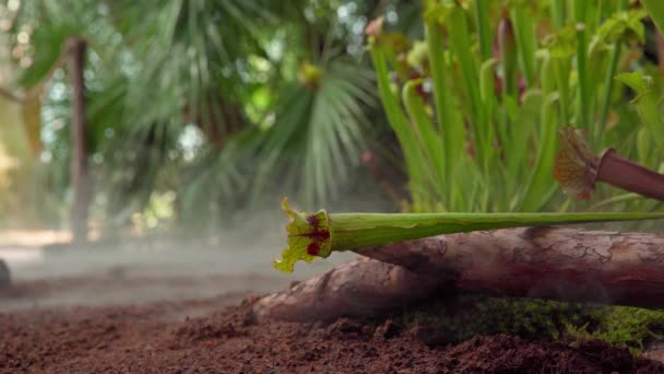 Vleesetende boterbloem planten in de ochtendmist in het bos — Stockvideo