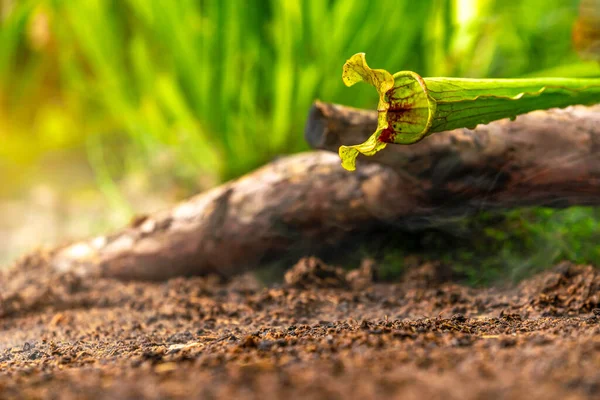 Plantas de buttercup carnívoras en la niebla de la mañana en la selva — Foto de Stock