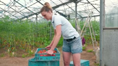 Bir serada organik domates hasadı, sandıklarda depolanmış.