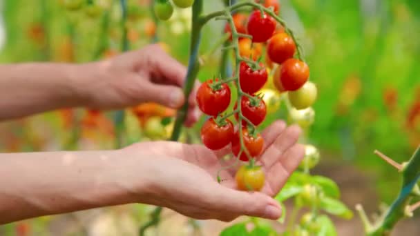 Comprobar tomates maduros en el invernadero, manos femeninas — Vídeos de Stock