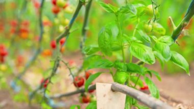 Bahçeden taze yeşil fesleğen topluyorum.