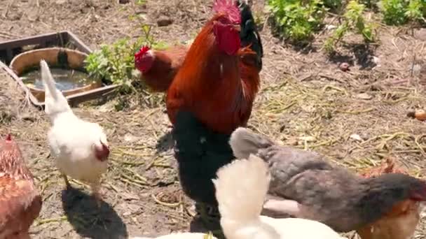 Haan kijken naar een kip op een boerderij — Stockvideo