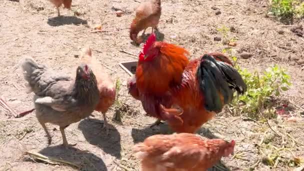 Haan onder kippen op het platteland — Stockvideo