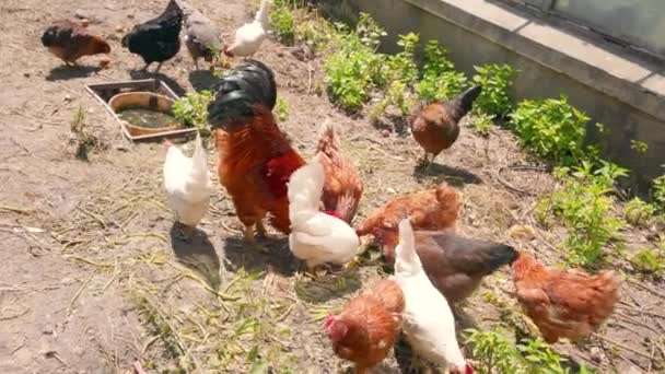 Voerkippen op een biologische boerderij — Stockvideo