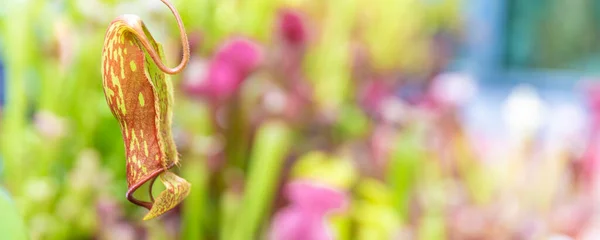 Nepenthes ampullaria, una planta carnívora en un jardín botánico. Copiar espacio, banner — Foto de Stock