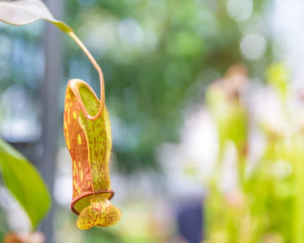 Nepenthes ampullaria, mięsożerna roślina w ogrodzie botanicznym — Zdjęcie stockowe