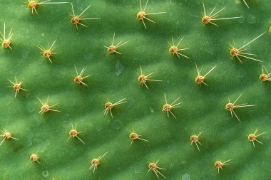 Yaprak Opuntia Kaktüsündeki detay, arkaplan