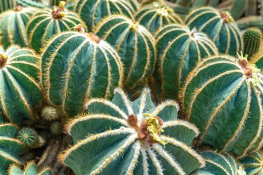 Parodi magnifica, Eriocactus magnificus kaktüsü botanik bahçesinde