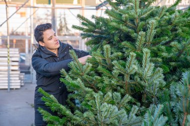 Genç adam pazarda bir Noel ağacı seçiyor.