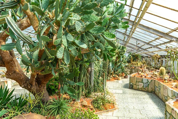 Serre avec cactus dans le jardin botanique — Photo