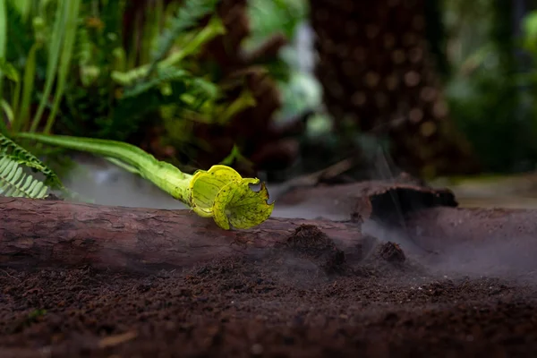 Nepenthes plantes carnivores dans la brume matinale dans la forêt tropicale — Photo