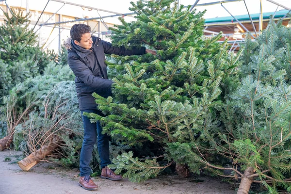 Noel ağacı al, Noel tatiline hazırlan.