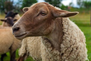 Çiftlikteki bir çayırda otlayan koyunlar.